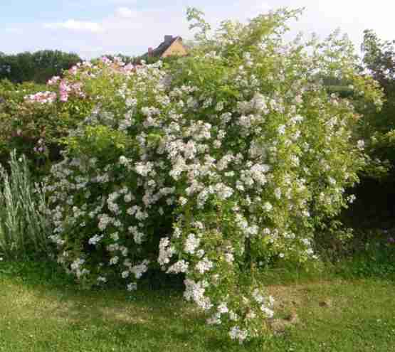 Rosa moschata x Rosa multiflora, kräftiger Strauch weiß den Trieben entlang blühend.