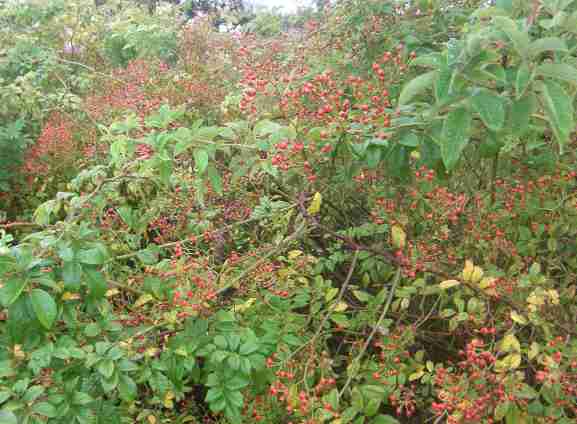 Rosa moschata x multiflora, zahlreiche kleine hellrote Früchte am überhängendem Strauch.