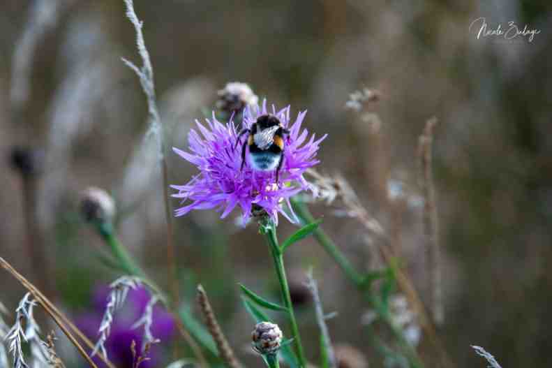 Flockeblume mit Hummel.