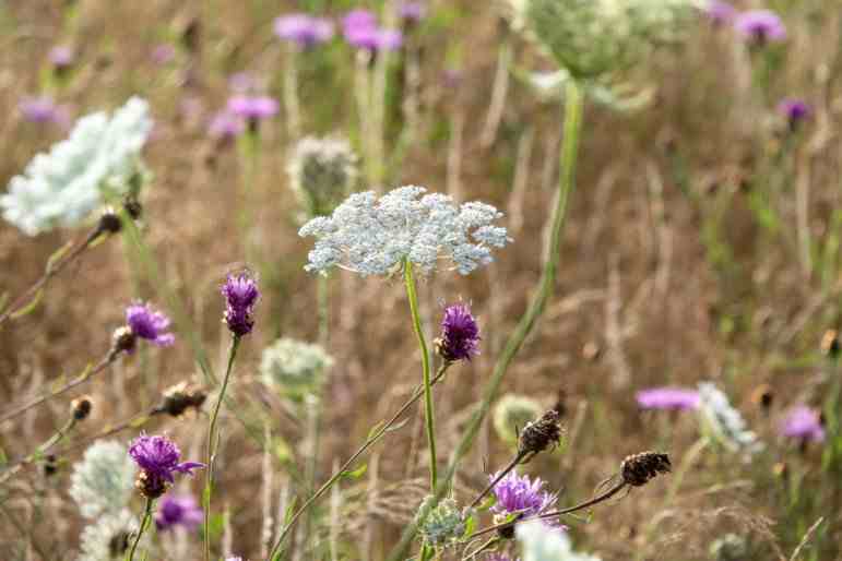 Wilde Möhren, Flockenblumen in Wiese.