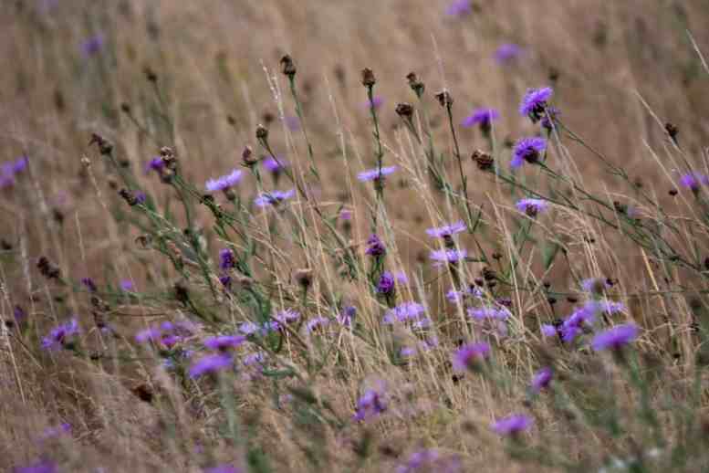 Flockenblumen in Wiese.