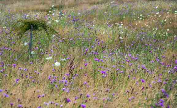 Hochstamm “Slg. Finnland” in blühender Fettwiese.