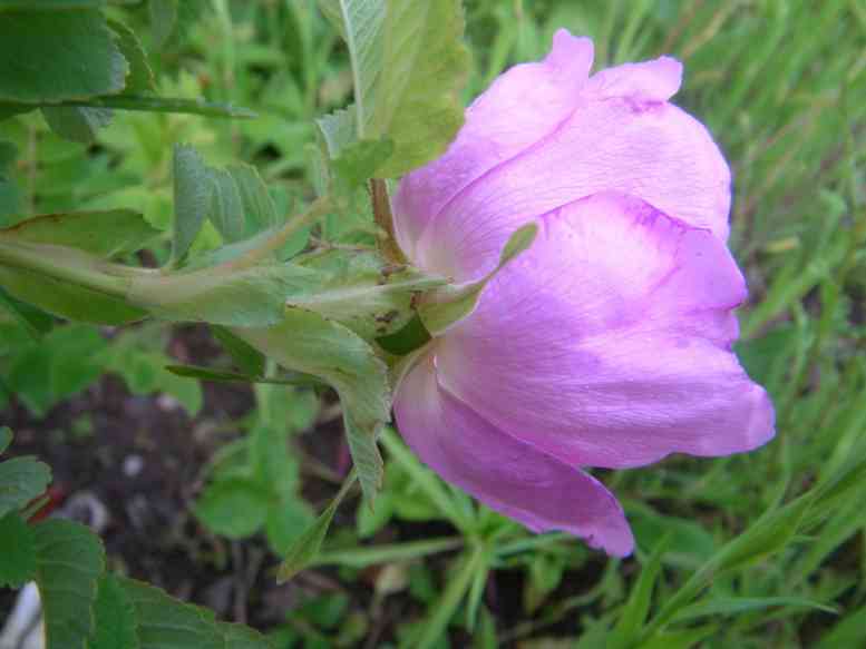 “Ørtrask”, Blüte Seitenansicht, Blütenkelch, Nebenblätter.