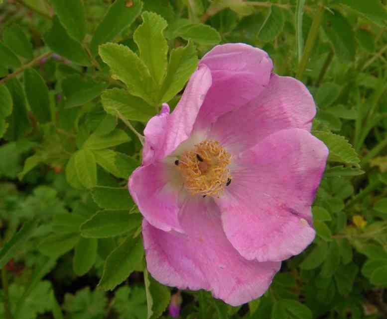 “Ørtrask”, offene rosa Blüte.