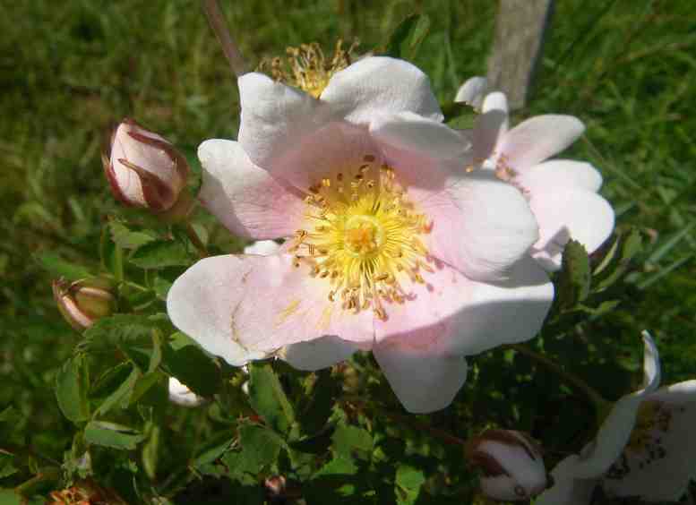 ‘Paapeli’, offene Blüte Nahaufnahme.