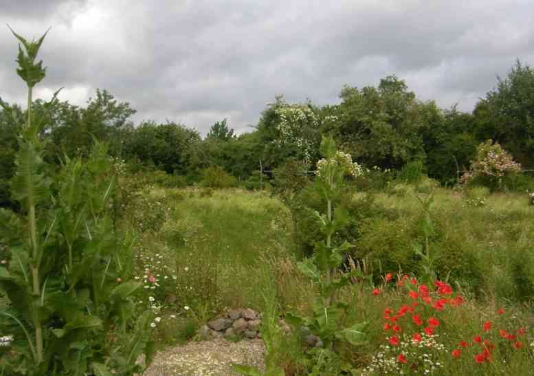 Park gen Nord mit Wiese und blühenden Rosen.