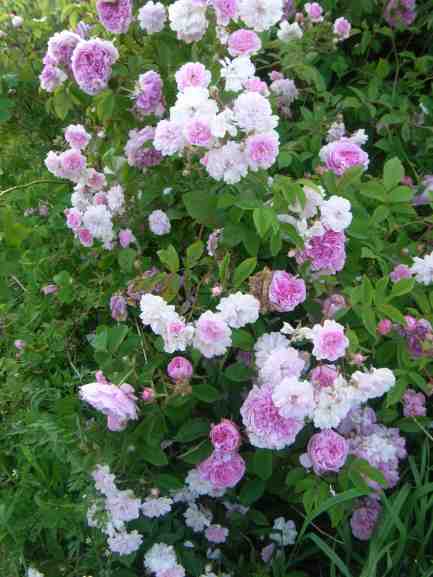 ‘Paul’s Himalayan Musk’, Blüten den Trieben entlang.