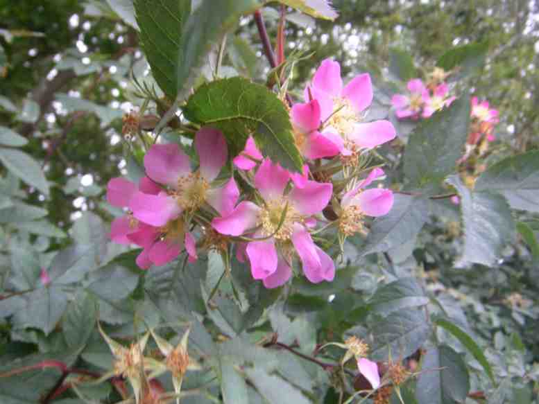 Blüten der “Hechtrose”.