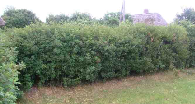 Hecke aus Rosa spinosissima.