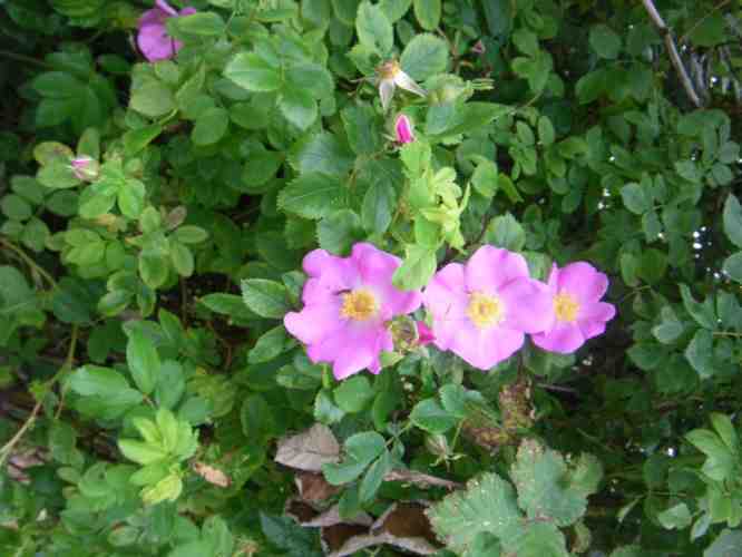 Blüten mutmaßlich von Rosa foliolosa.
