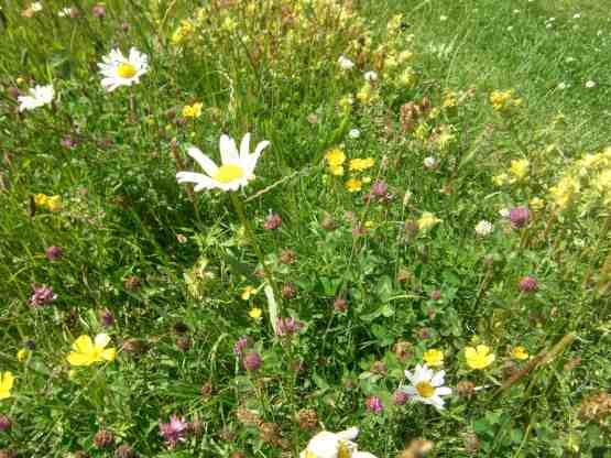 Ausschnitt in blühende Regiosaat mit Margerite, Klappertopf und anderen Blüten und Gräsern.