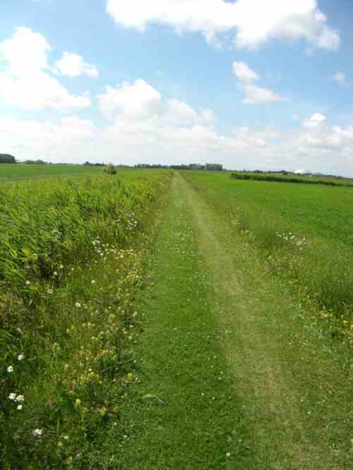 Rasen-Feldweg gesäumt mit blühender Regio-Saat.