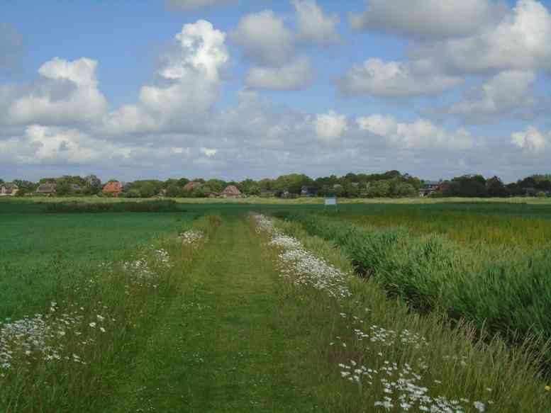 Wiesenweg mit Regiosaaten an den Rändern.