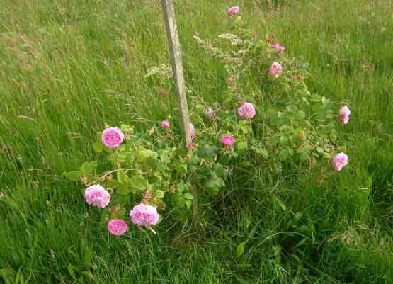 ‘Petite de Hollande’, Strauch in Blüte in Wiese des Parks.