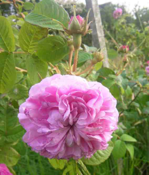 ‘Petite de Hollande’, dicht gefüllte rosa verspielte Blütenrosette.