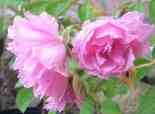 ‘Pink Grootendorst’