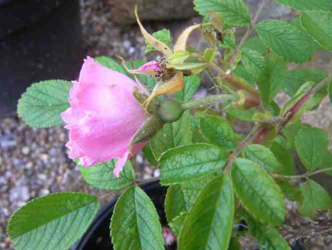 ‘Pink Grootendorst’, Blüte von der Seite mit Blütenkelch.