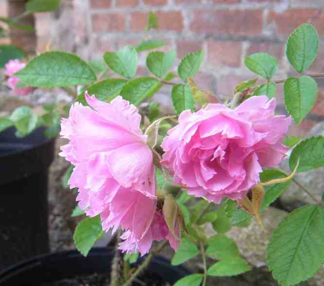‘Pink Grootendorst’, zwei Nelken-artige Blüten in Rosa.