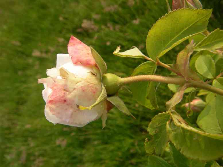‘Pink Leda’, aufgehende Blüte Seitenansicht, Blütenkelch.