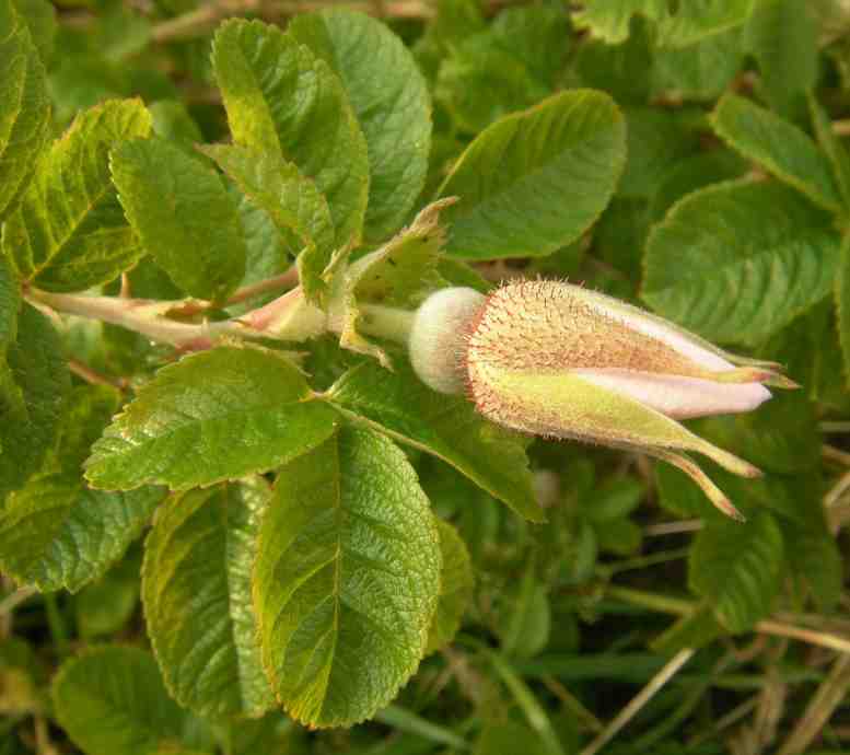 ‘Pink Surprise’, borstige Kelchblätter einer zart rosa Knospe.