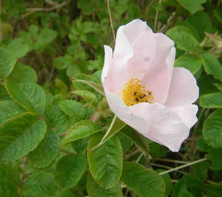 ‘Pink Surprise’, Seitenansicht auf einfache mittelgroße Blüte in zartem Rosa.