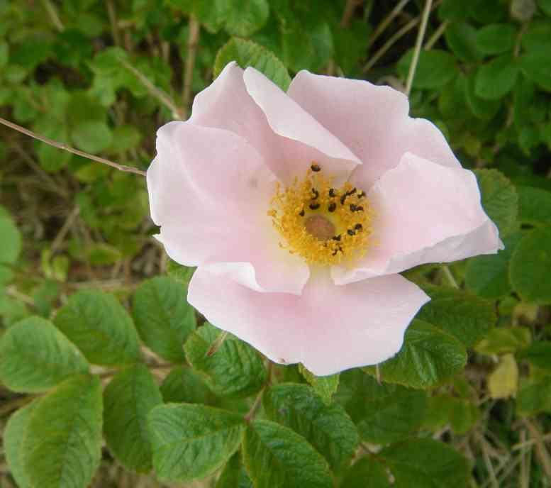 ‘Pink Surprise’, Aufsicht auf einfache mittelgroße Blüte in zartem Rosa.