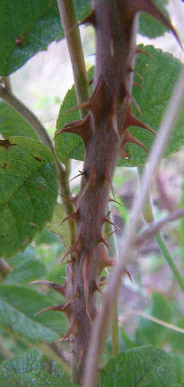 ‘Pink Surprise’, dichte rötliche Bewehrung am Trieb.