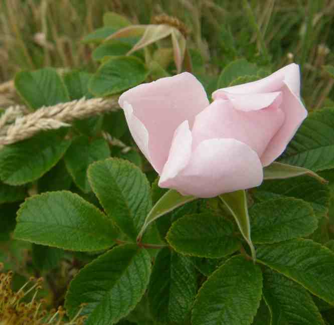 ‘Pink Surprise’, aufblühend Blüte.