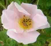 ‘Pink Surprise’