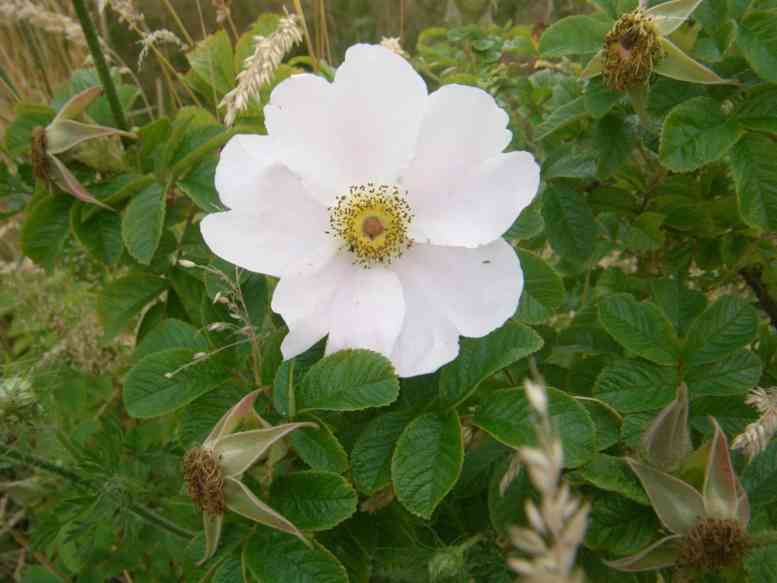 ‘Pink Surprise’, weit geöffnete Blüte mit einem Hauch Rosa am Strauch.