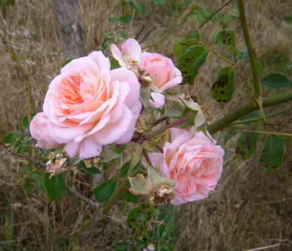 ‘Pirouette’, kleine Blütendolde und Falscher Mehltau am Laub.