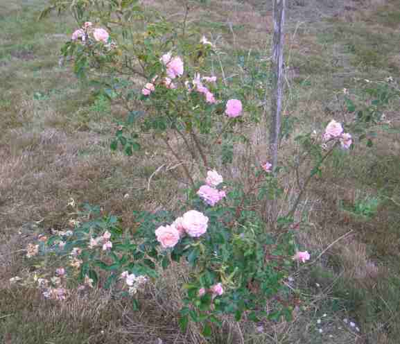 ‘Pirouette’, Strauch um 100 cm im Park.