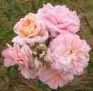 ‘Pirouette’