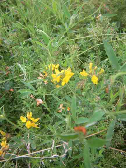 Gelbe Blüten der Platterbse.