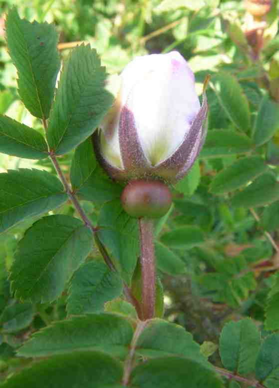“Pori”, Blüte von der Seite und rundlicher Blütenkelch.