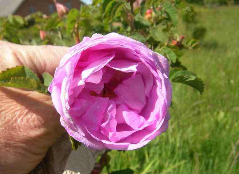 “Pori”, Blütenbecker in meiner Hand.