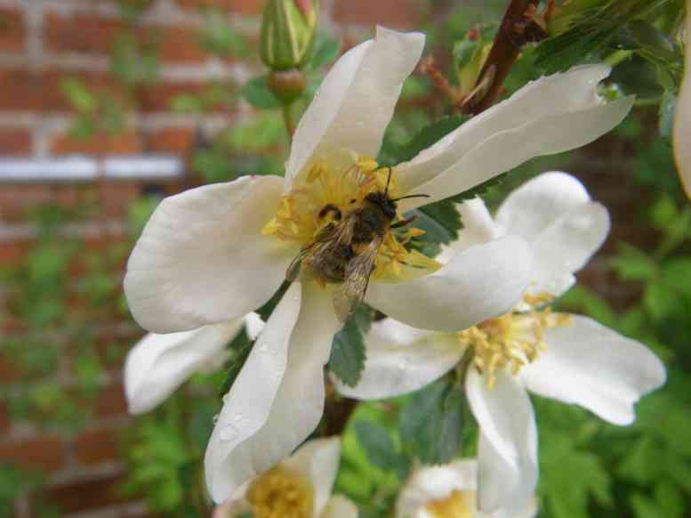 ‘Posliinikaunotar’, weiße offene Blüte mit Biene.