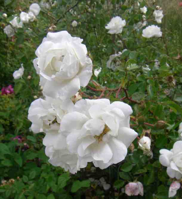 ‘Purity’, strahlend weiße, locker gefüllte Blüten.