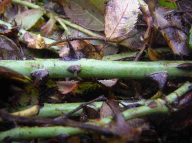 ‘Quadra’, hellgrüner Alttrieb mit bräunlichen Stacheln.
