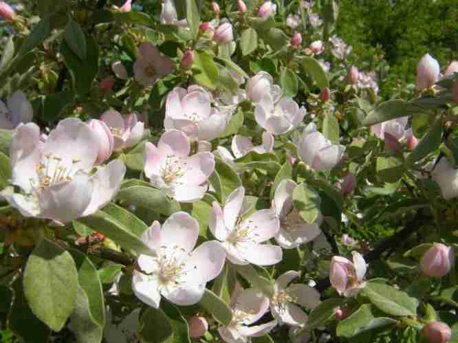 Blüten der Quitte.