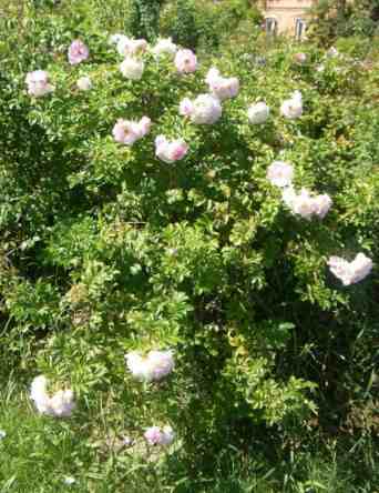 ‘Ritausma’, Strauch um 150 cm, blühend im Park.