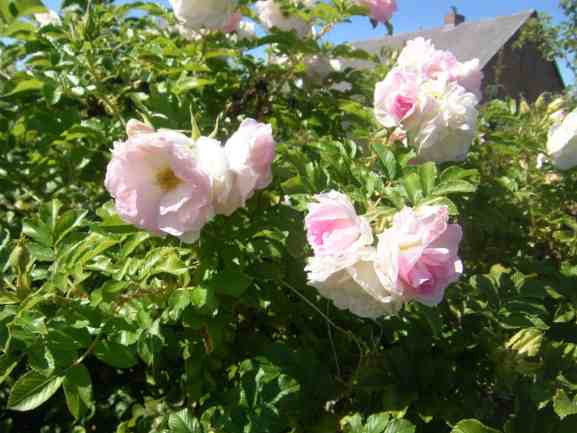 ‘Ritausma’, rosa Knospen bis locker gefüllte weißlich-rosa Blüten am Strauch.