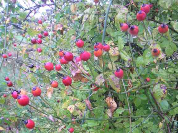 Rosa arvensis, kleine rote Früchte am Strauch.