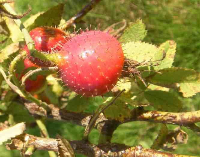 “Cirstens Fruchtrose”, borstige runde rote Einzelfrucht am Strauch.