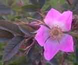 Rosa glauca mechliniae