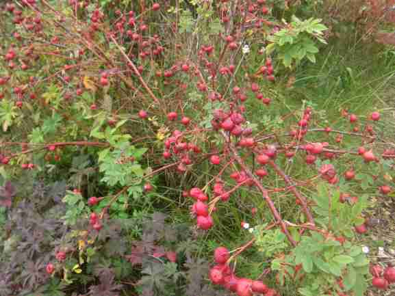 Rosa macounii, Früchte entlang der Triebe, Strauch.