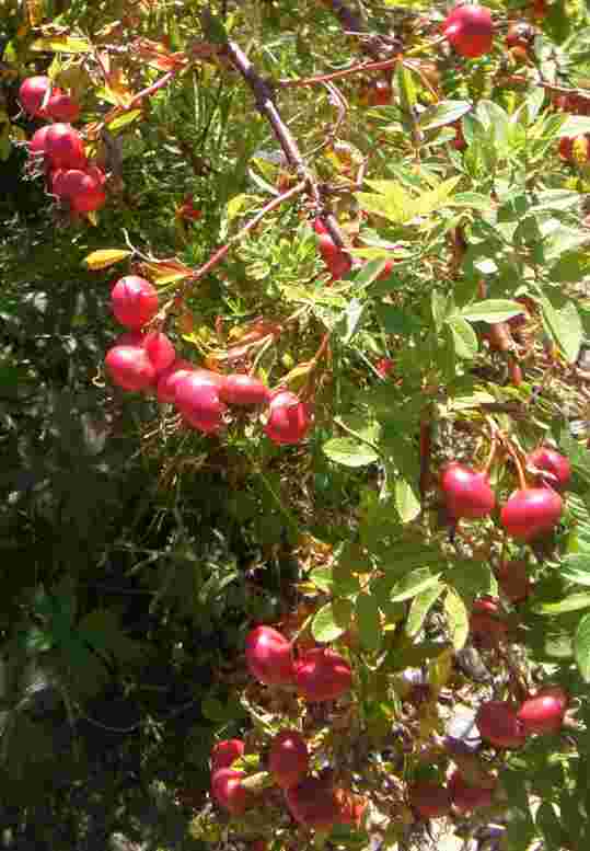 Rosa macounii, zahlreiche rote Früchte an einem einzelnen Trieb.