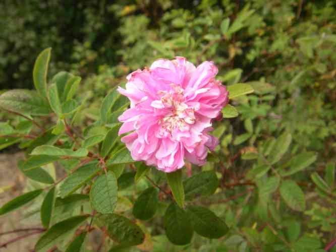 Rosa majalis plena, Oktoberblüte.