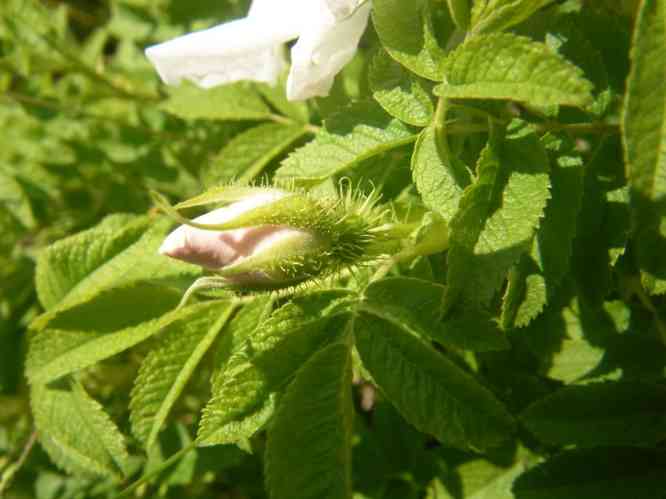 Rosa X micrugosa, borstiger Blütenkelch.