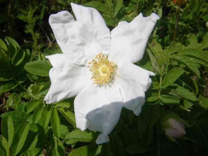 Rosa X micrugosa, offene weiße Blüte.